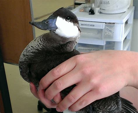 Patient of the week: Ruddy Duck - International Bird Rescue