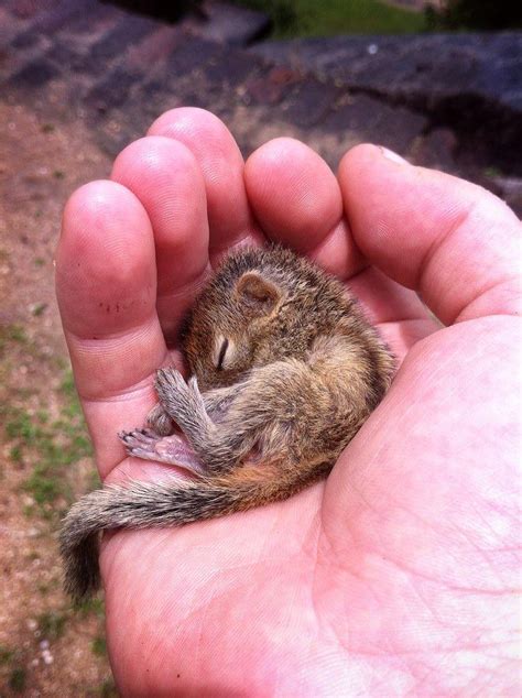 Baby chipmunk : r/Eyebleach