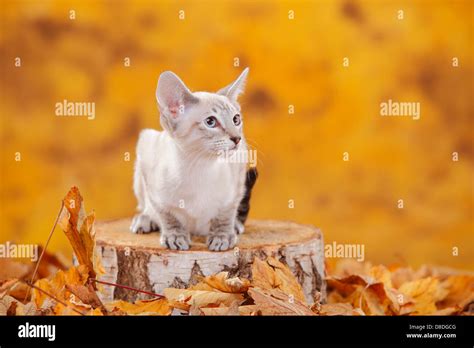 Siamese Cat, blue-tabby-point |Siamkatze, blue-tabby-point / Siamesin
