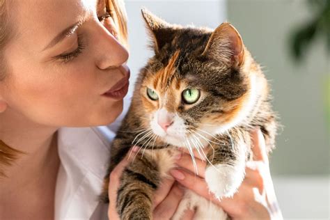 Do Cats Have the Sixth Sense? Understanding How They Sense Human Emotions - Hunter Games Magazine