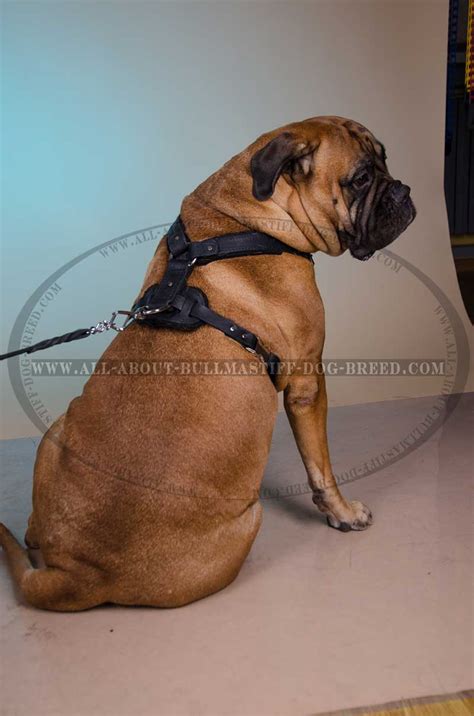 Buy Bullmastiff Harnesses | Training Walking | Leather Dog Harness