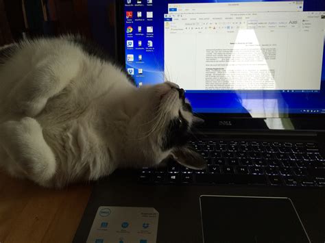 Kidney Disease in Cats | NASC LIVE