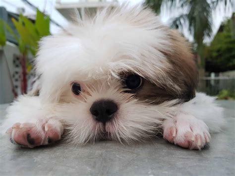 Mal Shi Pictures - AZ Animals