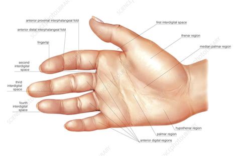 Hand Bones Anatomy Structure And Diagram