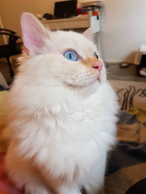 Ragdoll Rescue: Find a Ragdoll Cat Rescue For Ragdoll Cat Adoption