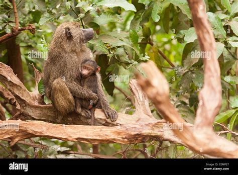 Mother and Baby Baboon Stock Photo - Alamy