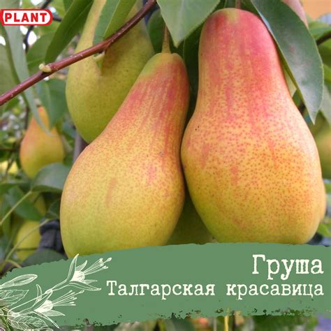 Талгарская Красавица