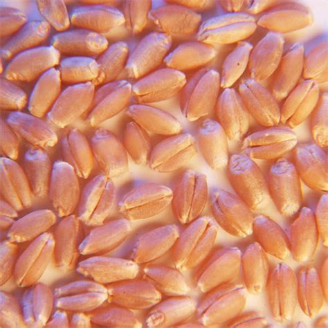 organic  wheat grain   price  barwani agrawal traders