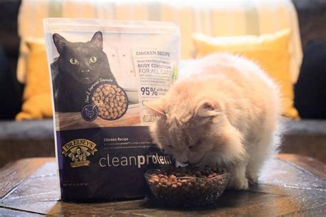 The 10 Best Chicken Cat Food Formulas - Cats.com