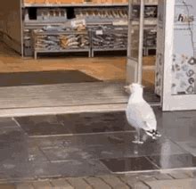 store gifs tenor