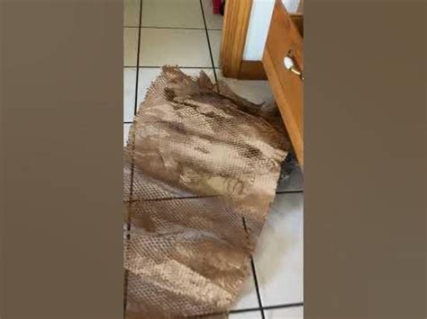 Nala Fitness: Are They Hiding Something in This Leak? - w16u7pu