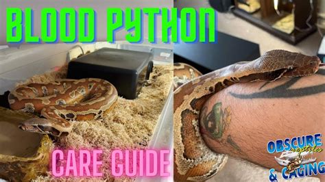 Blood Python Care Guide - YouTube