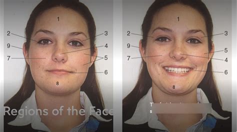 regions   face week  diagram quizlet