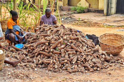 nigerian farmers   cassava varieties  joy   bounds