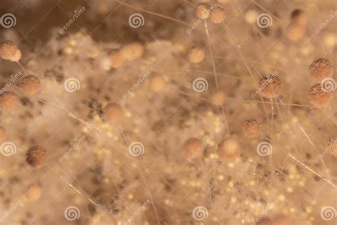aspergillus mold  microbiology stock image image  abstract