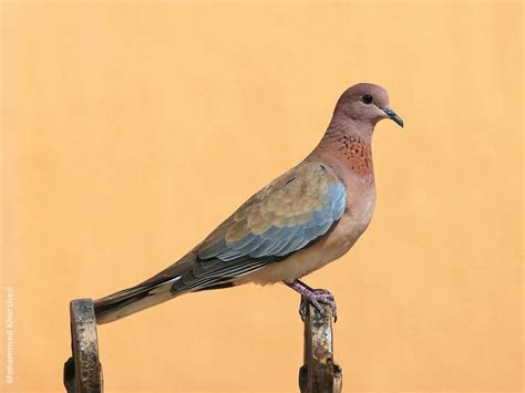 laughing dove alchetron   social encyclopedia