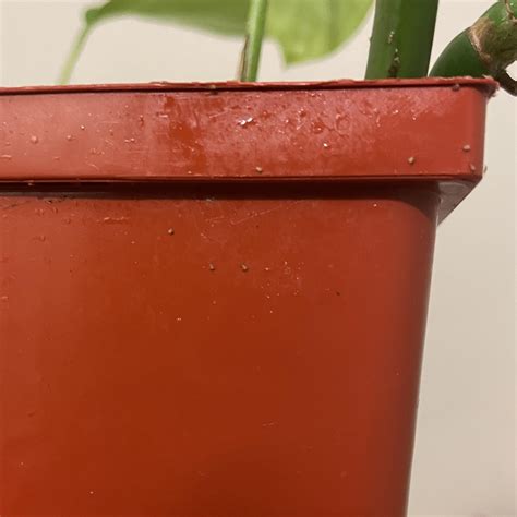 Pest ID - aphids?? : r/houseplants