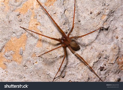 Brown Recluse Spider Habitat Stock Photo 636254720 | Shutterstock