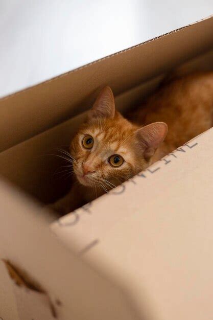 Premium Photo | Cat in box delivery and moving concept