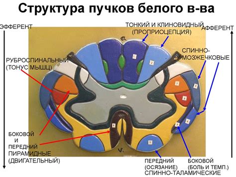 Спинной мозг и Ствол головного мозга (Продолговатый мозг и Варолиев ...