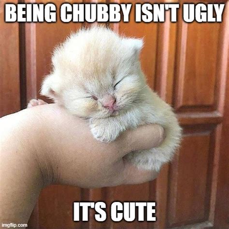 Cute Chubby Kittens