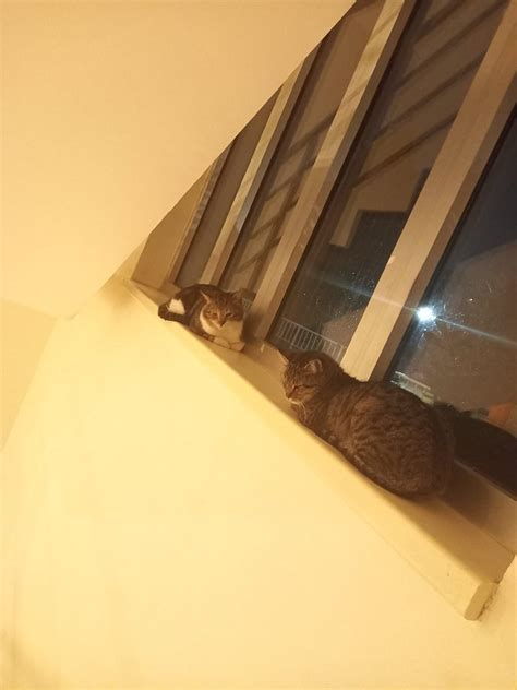 can a neutered cat still ejaculate 3
