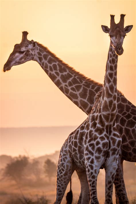 Savanna Sunset Photos, Download The BEST Free Savanna Sunset Stock ...