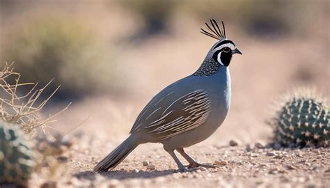 top  types  birds  arizona  pictures fly aviary