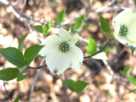 Flowering Dogwood - Watching for WildflowersWatching for Wildflowers