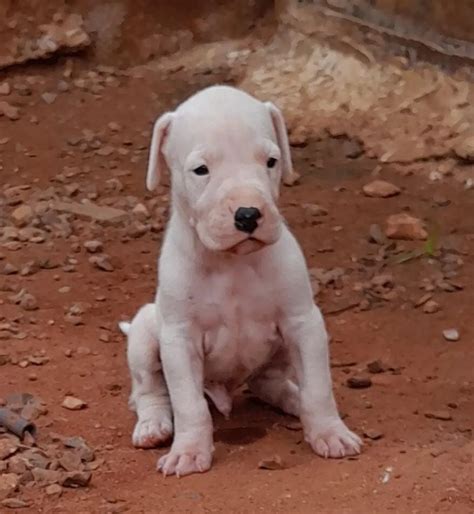Filhotes De Dogo Argentino Para Doação - "filhote de dogo argentino" - Cachorros no Brasil