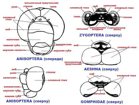 Имаго - Стрекозы Беларуси (Odonata of Belarus)