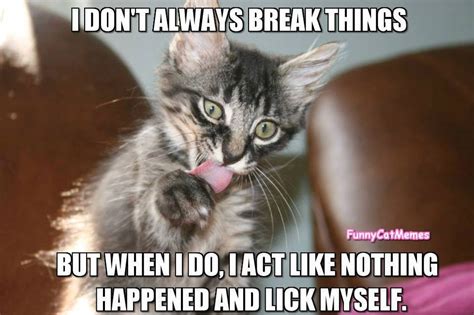 National Cat Day 2017: 10 Funny Memes - Comic Sands