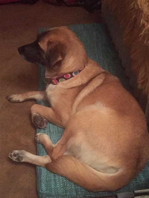 Dog Travels 40 Miles To Be With Foster Mom After Escaping New Owners ...