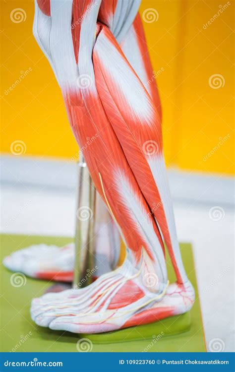 Human Calf Muscle Anatomy