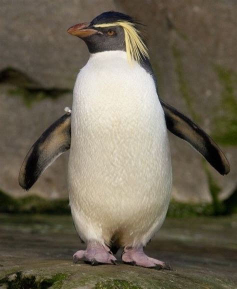 キタイワトビペンギン Northern rockhopper pengui, Moseley's rockhopper penguin ...