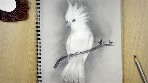 Bird Drawing | Pencil Sketch Bird Drawing Tutorial | How to draw a ...