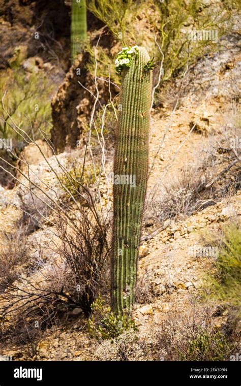 sonoran desert museum saguaro cactus complete  flowers stock