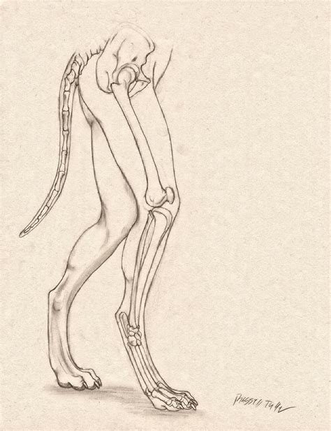 Wolf Anthro Anatomy {Lower Bone Structure} by RussellTuller on DeviantArt