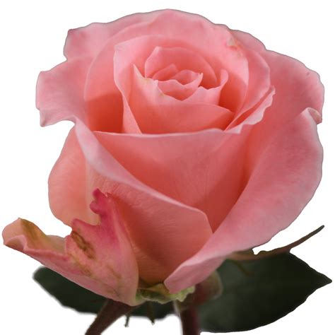 coral springs art center