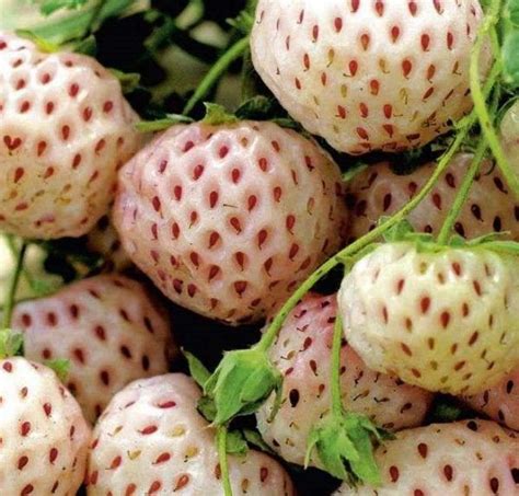 Купить саженцы земляники садовой из питомника "КСП" – доставка почтой, СДЭК