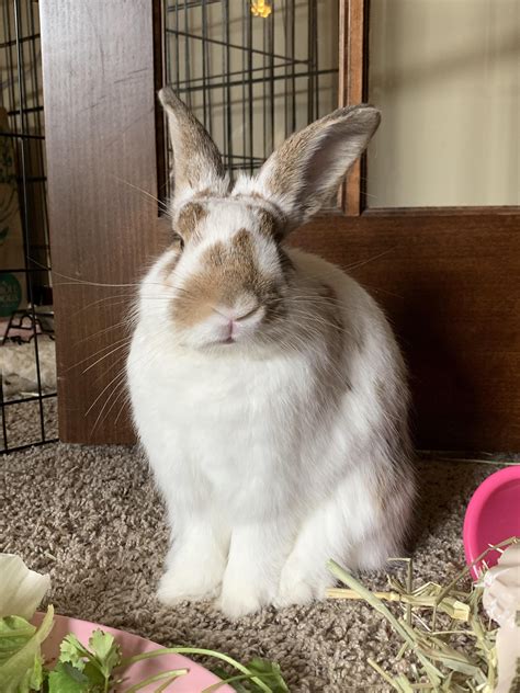 a very tall bunny : r/Rabbits