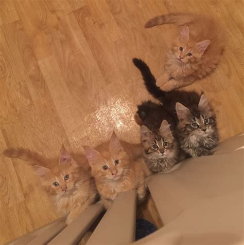 Kats Kits Maine Coon cats | Farmington MN