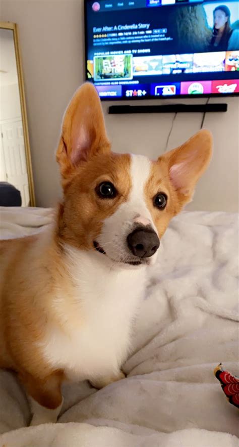 Corgi baby | Dog mom, Corgi, Dogs
