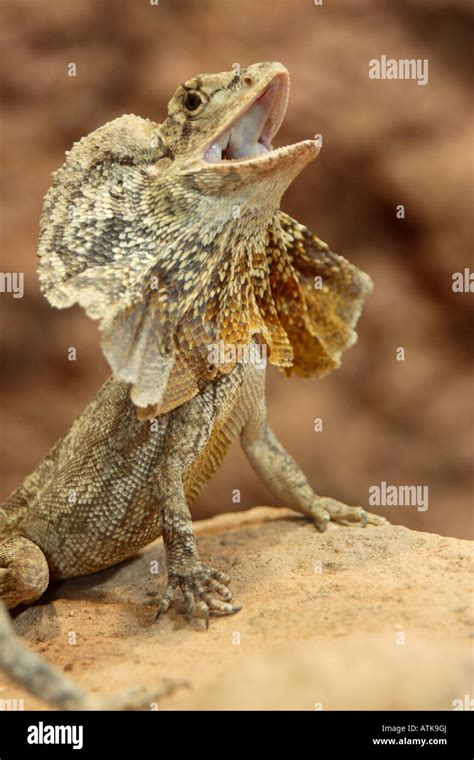 Kings lizard chlamydosaurus kingii hi-res stock photography and images ...