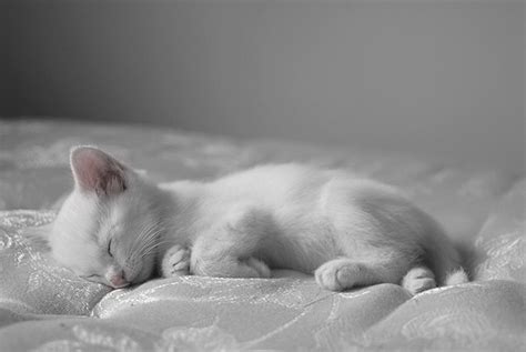 chaton blanc