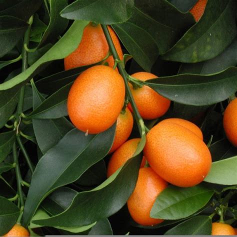 Kumquat tree - VerdeGo