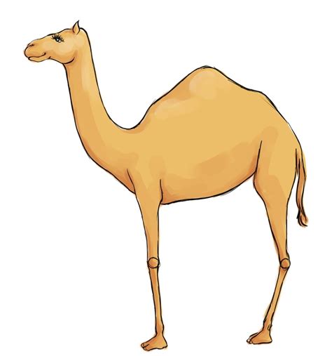 easy drawing of a camel 3