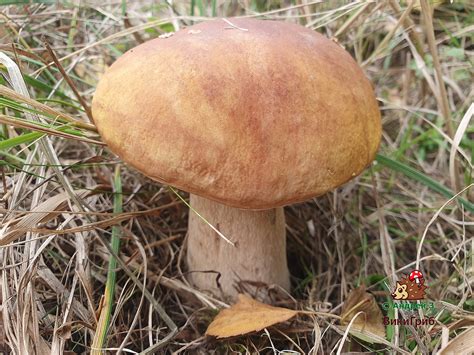 Белый гриб (Boletus edulis) фото и описание