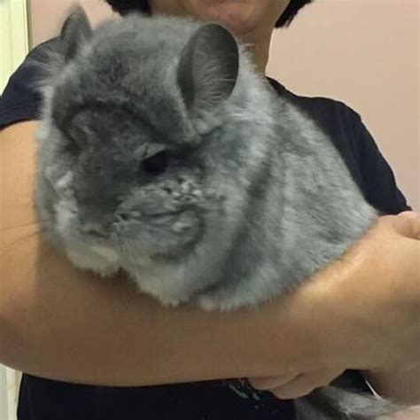 The biggest chinchilla I've ever seen, a chinchilla who can't have ...