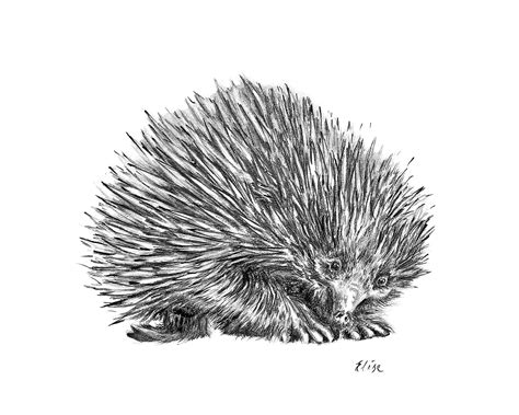 Lauren ELISE ART – Lauren Elise Art, Painting commissions, Australian